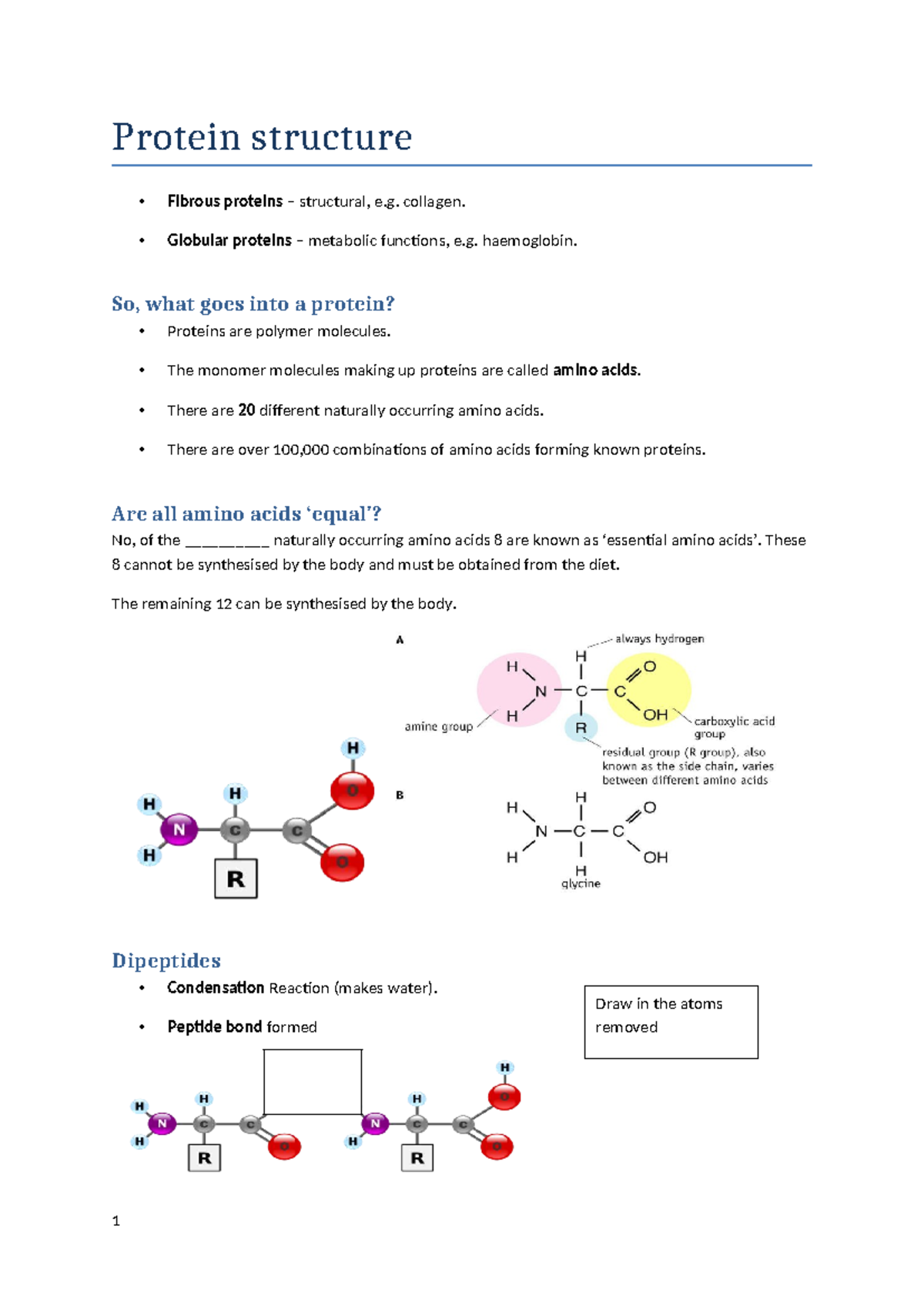 Protein Structure and Function: Overview of Types and Levels - Studocu
