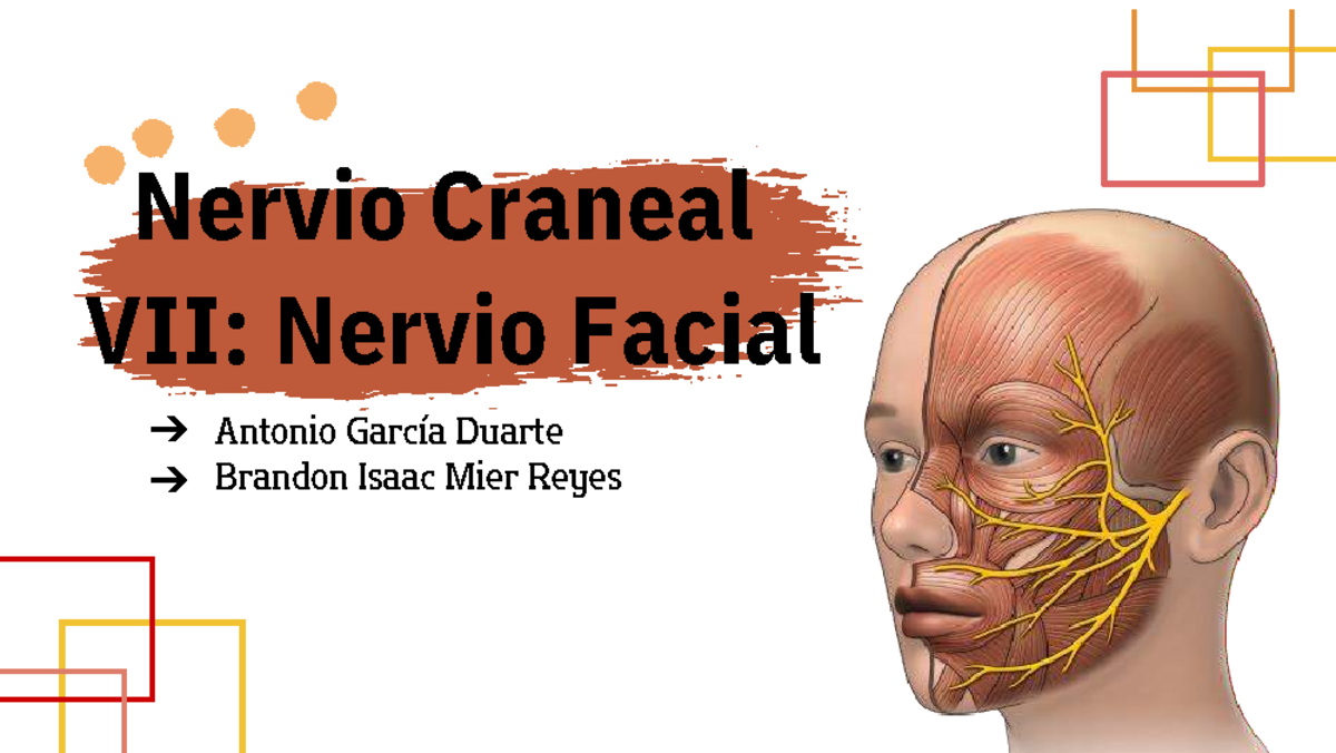 Anatomía Del Séptimo Nervio Craneal