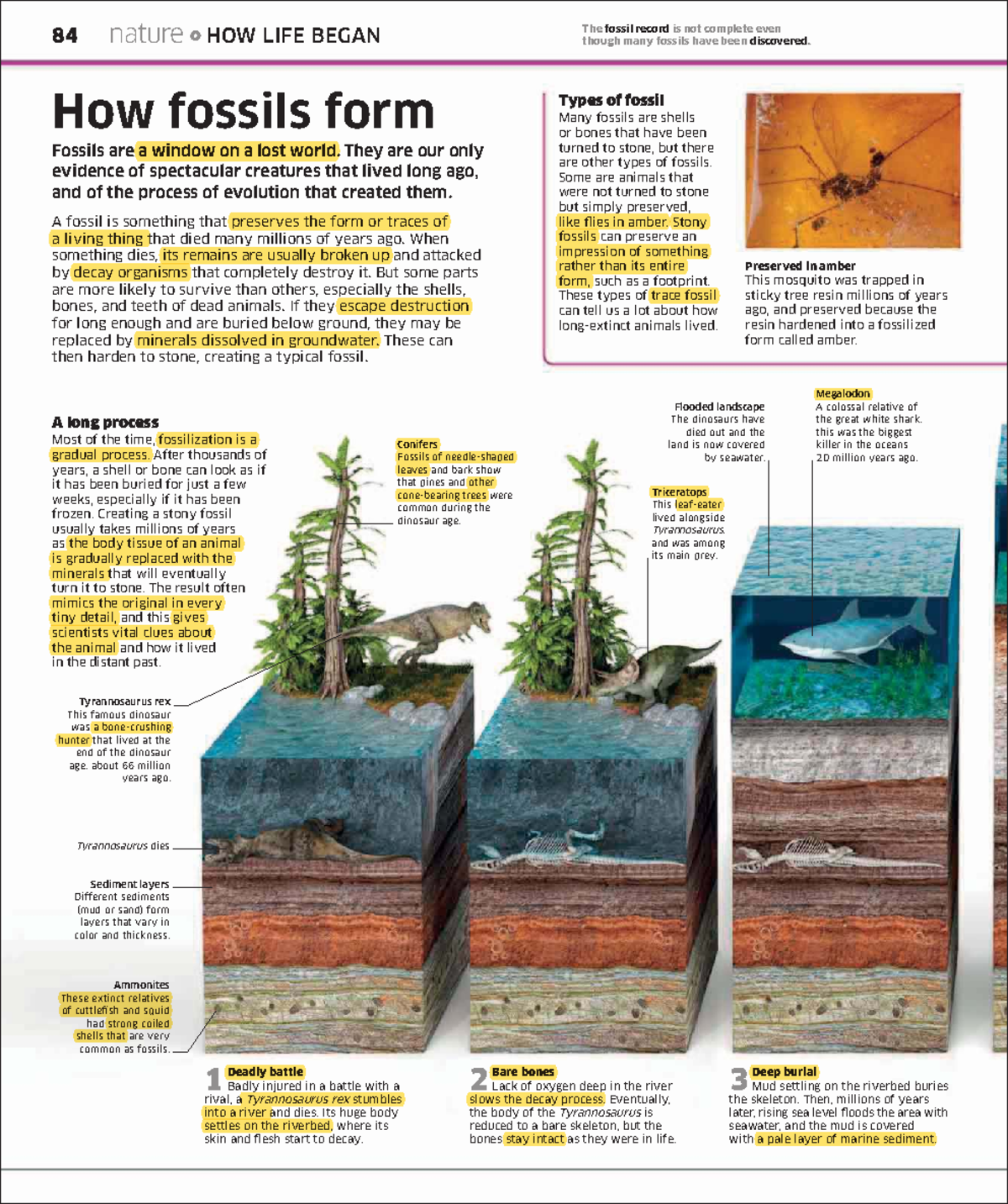 Nature 84: Understanding Fossils and Their Formation Process - Studocu