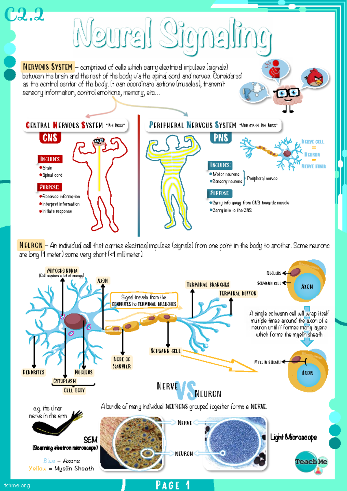C2.2 Neural Signaling: Mechanisms of Nerve Impulse Generation - Studocu