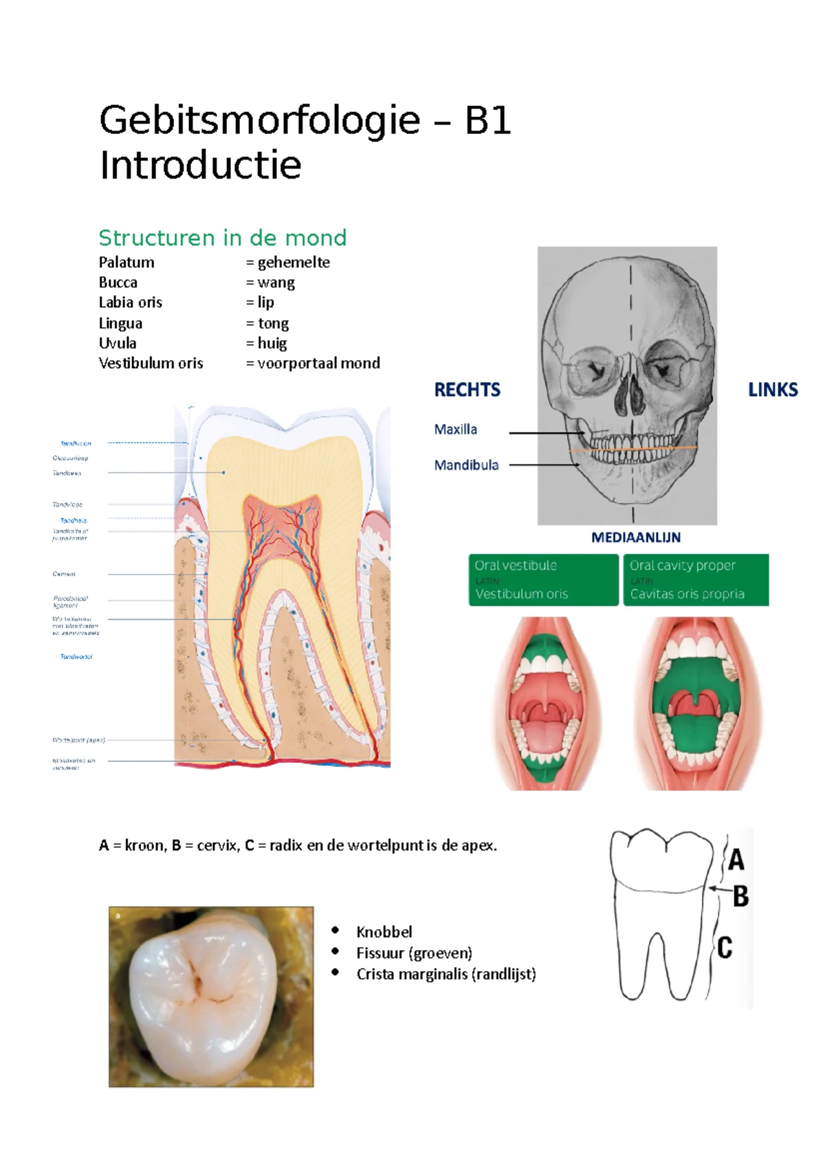 Gebitsmorfologie - 3 onderdelen van de gebitsmorfologie die besproken ...