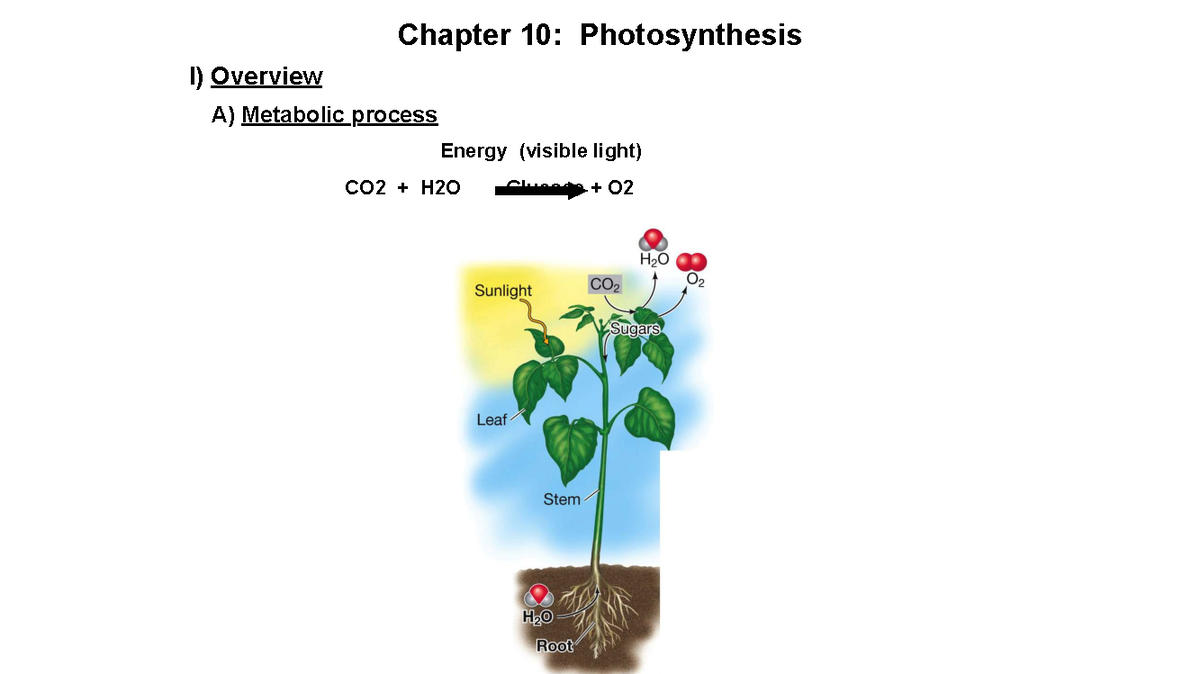 Chapter 10: Photosynthesis Overview and Mechanisms (Biology 101) - Studocu