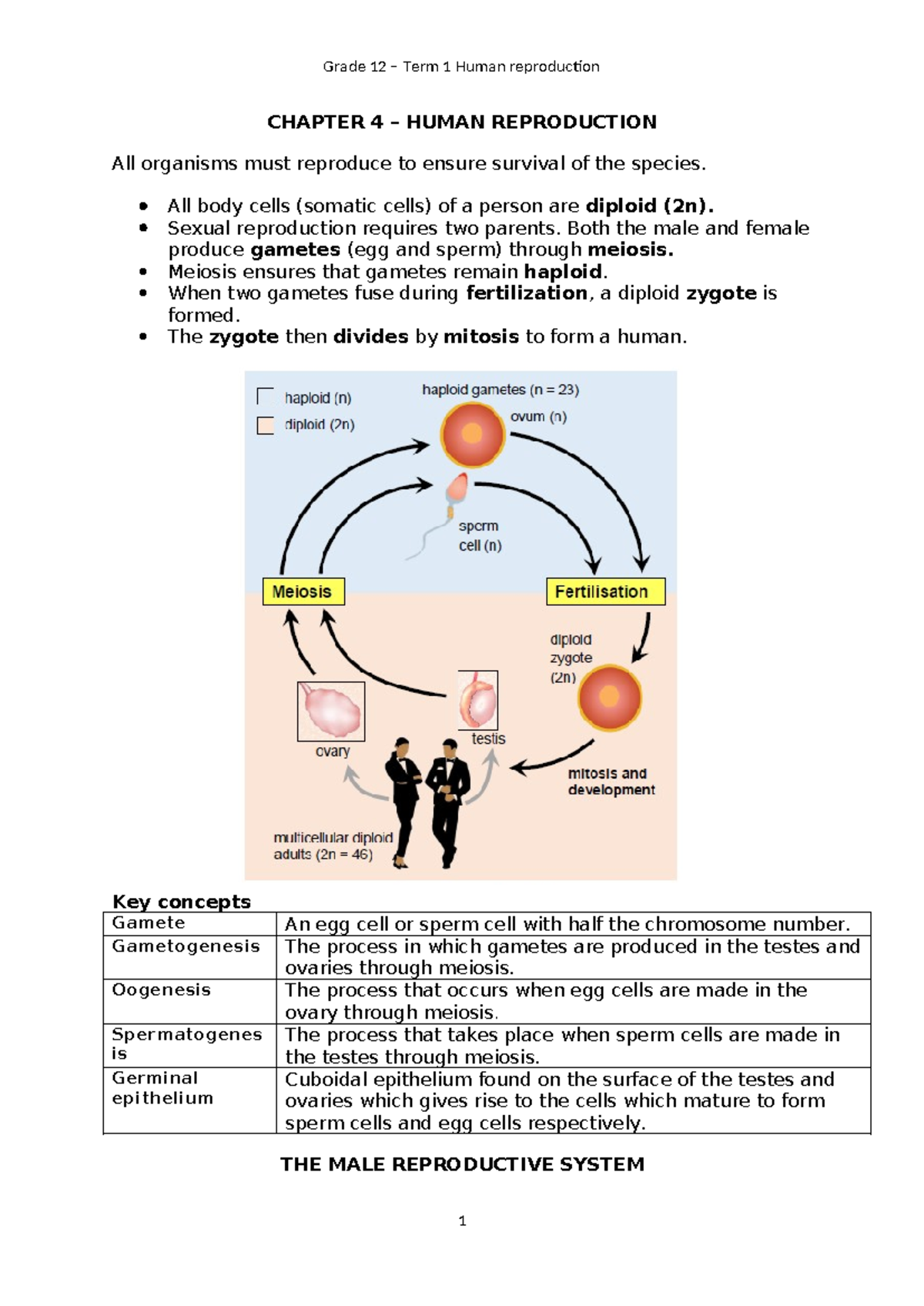 Chapter 4 - Human reproduction - CHAPTER 4 – HUMAN REPRODUCTION All ...