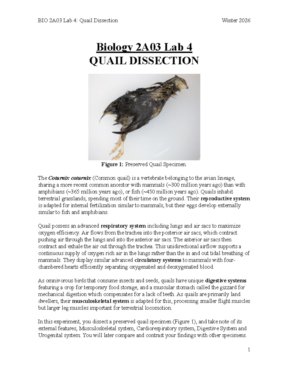 BIO 2A03 Lab 4: Comprehensive Quail Dissection Guide Winter 2026 - Studocu