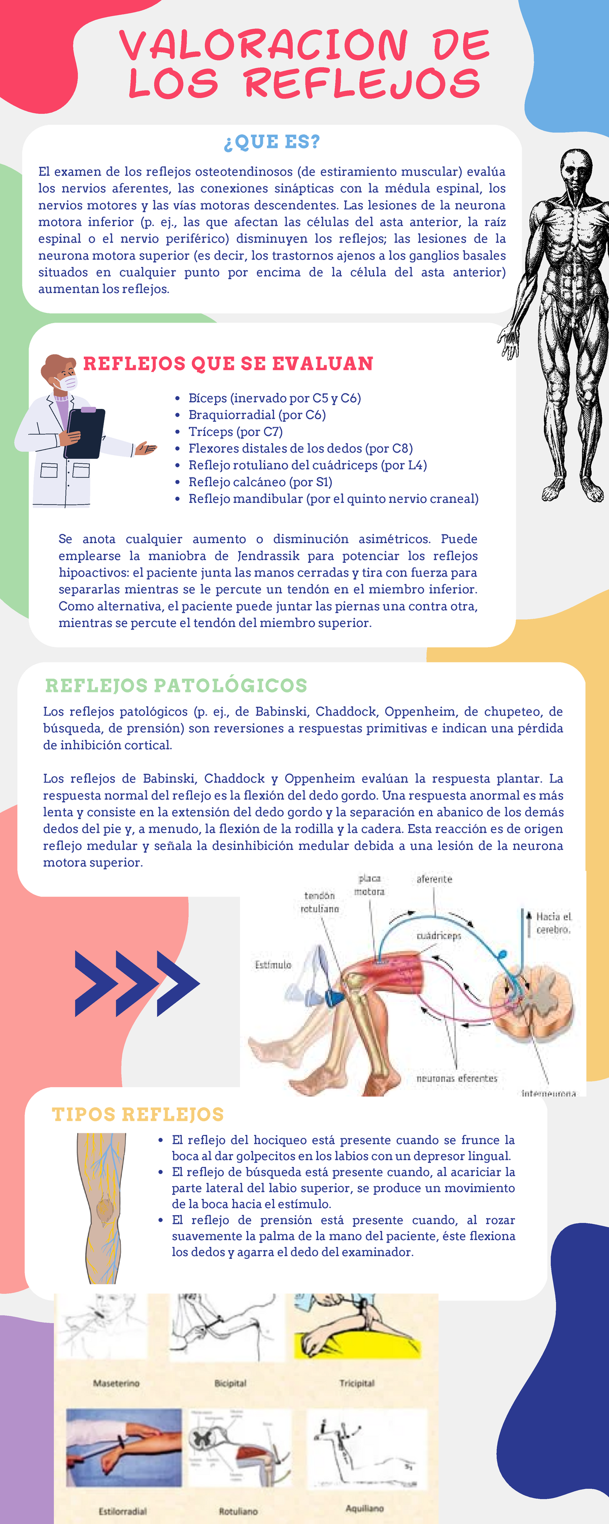 Infografia Valoracion DE LOS Reflejos - Los reflejos patológicos (p. ej ...