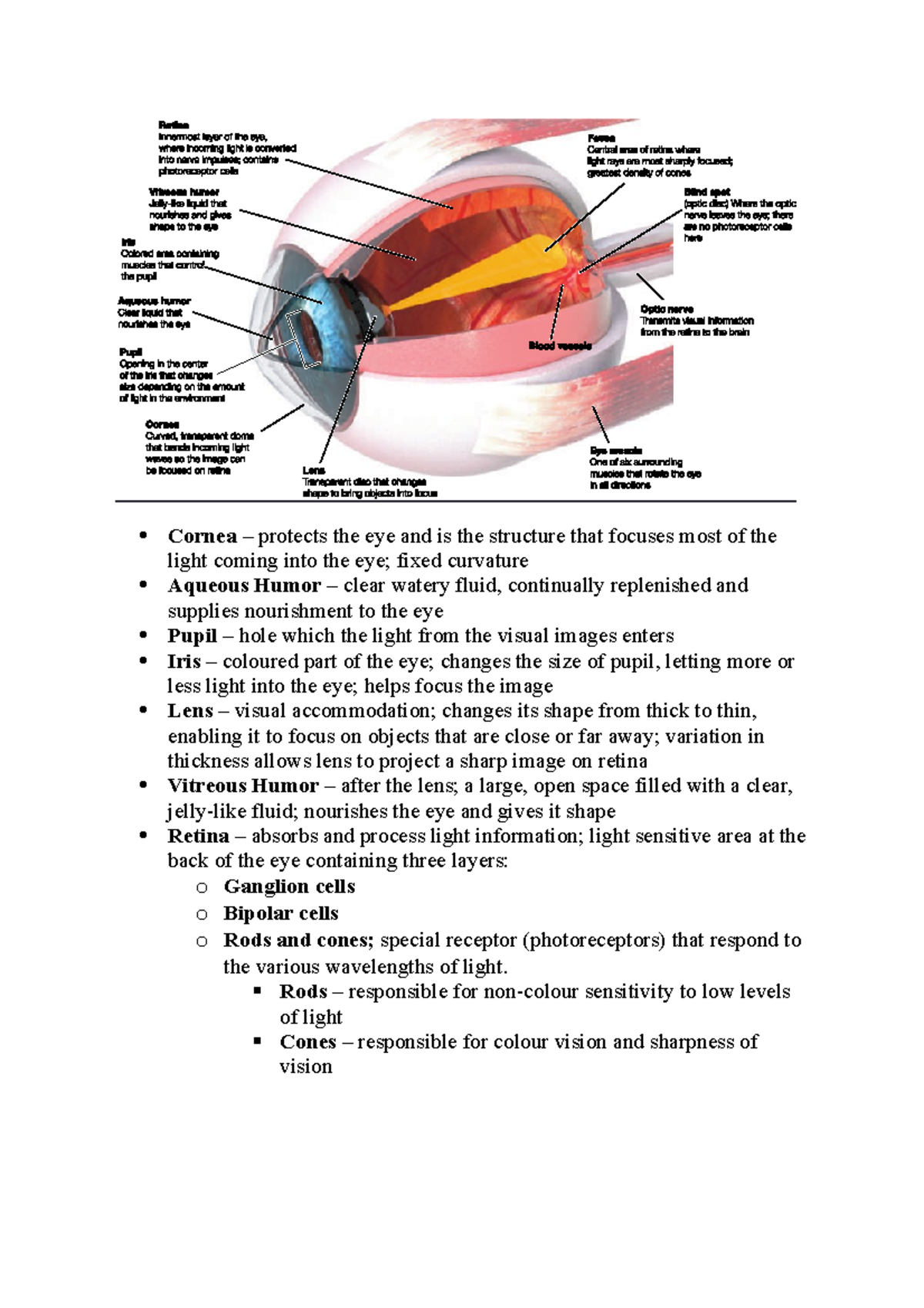 Eye Anatomy and Function: Cornea and Visual Processing Overview - Studocu