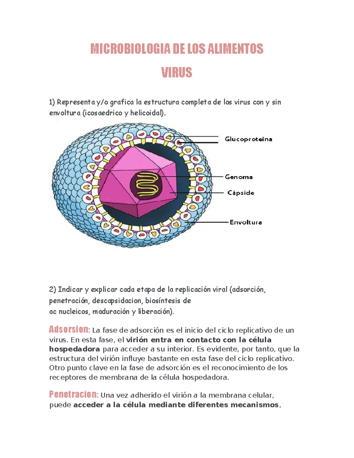 Microbiologia DE LOS Alimentos - MICROBIOLOGIA DE LOS ALIMENTOS VIRUS 1 ...