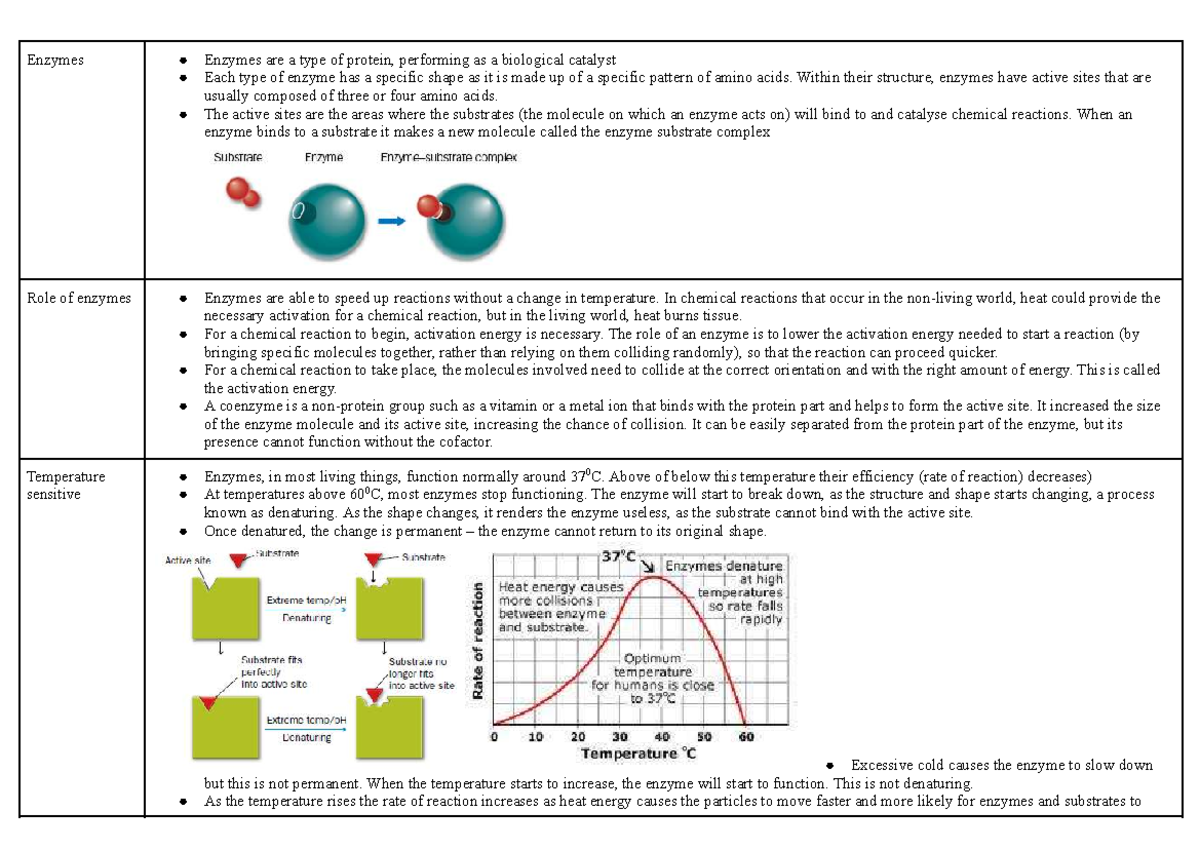 Depth Study: Enzymes & Digestive Tract Notes (BIO 101) - Studocu