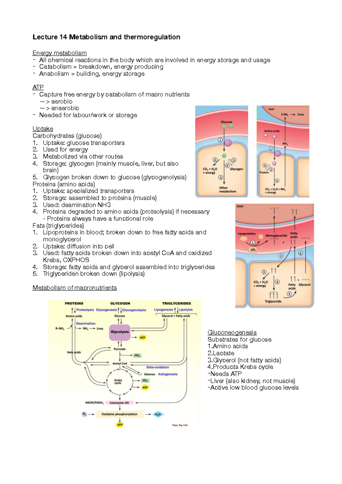 Lecture 14: Metabolism & Thermoregulation in Human Physiology - Studeersnel
