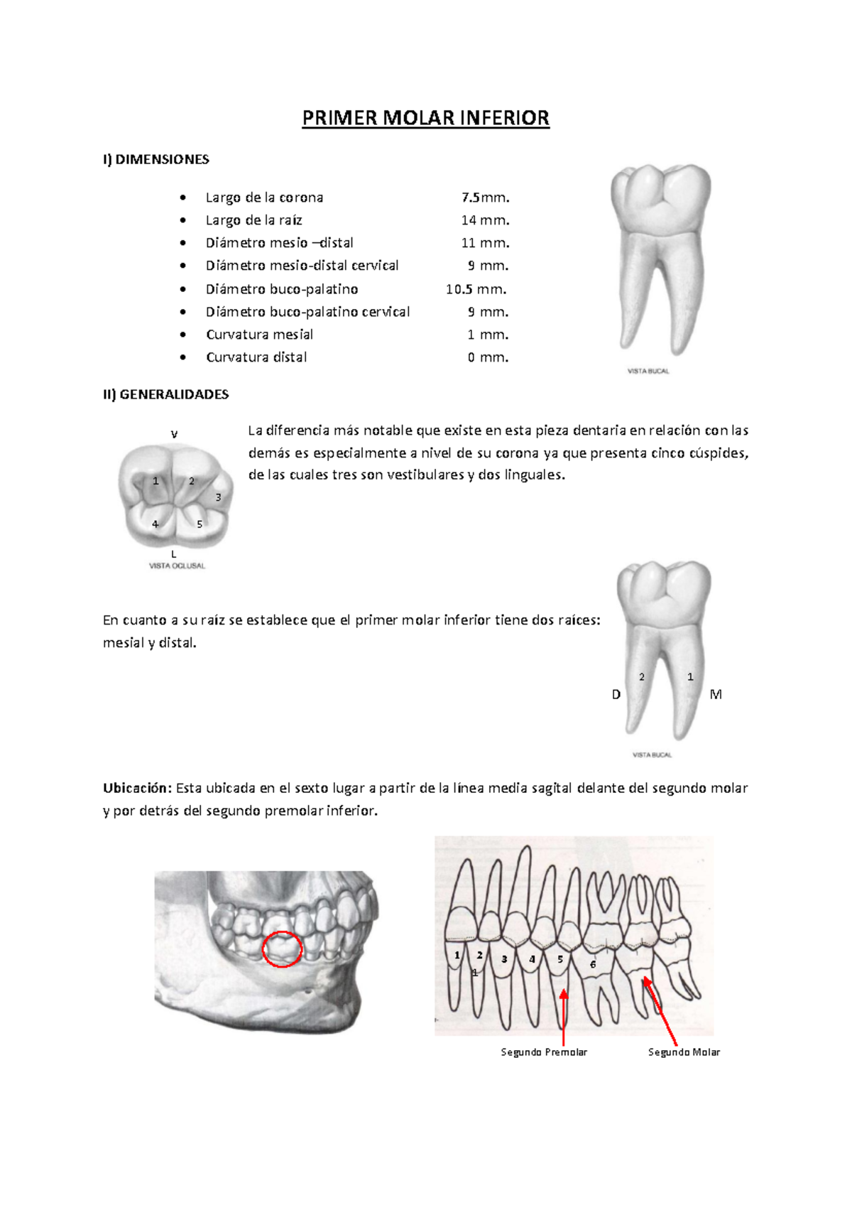 Título: Estudio del Primer Molar Inferior - Dimensiones y ...