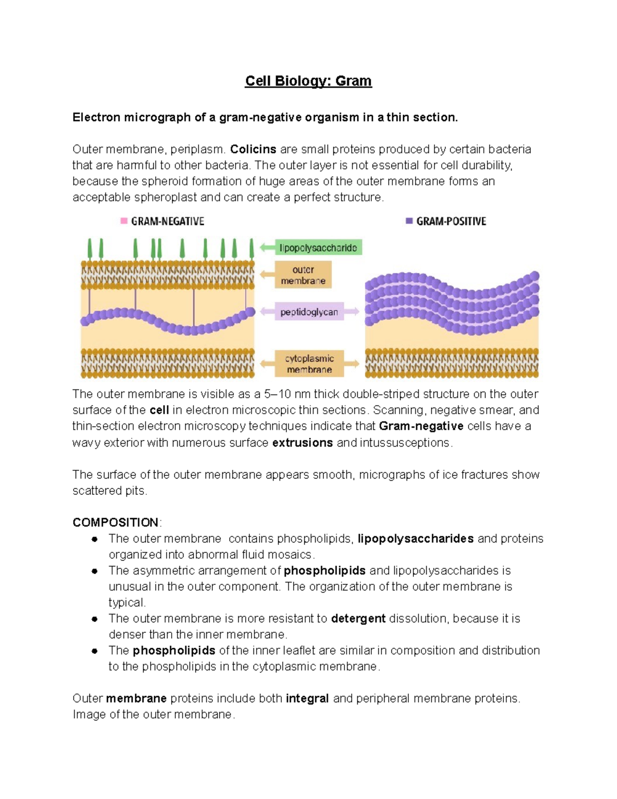 Cell Biology Gram - Cell Biology: Gram Electron micrograph of a gram ...
