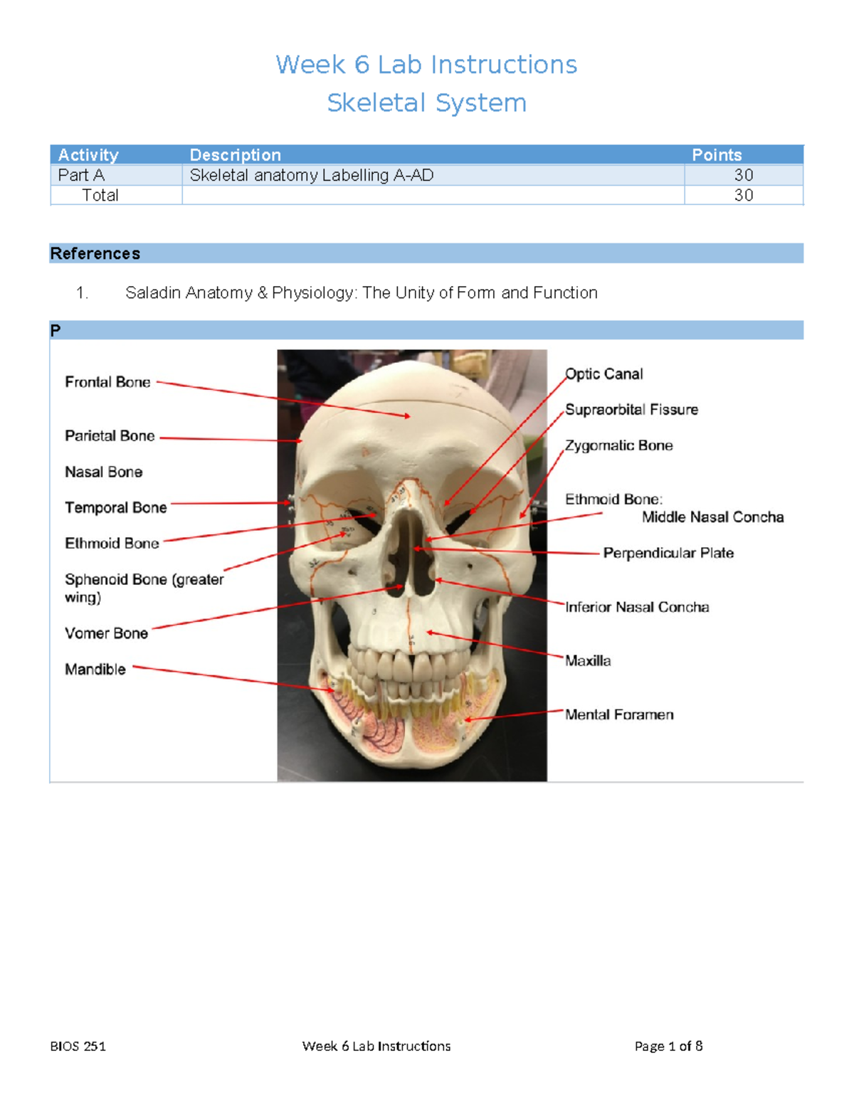 BIOS 251 Week 6 Lab Instructions: Skeletal System Activity - Studocu
