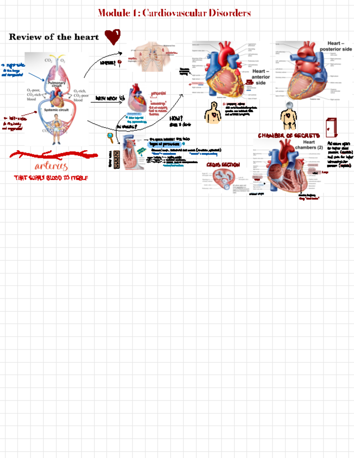 Module 1 Cardiovascular - Review of the heart Module 1: Cardiovascular ...