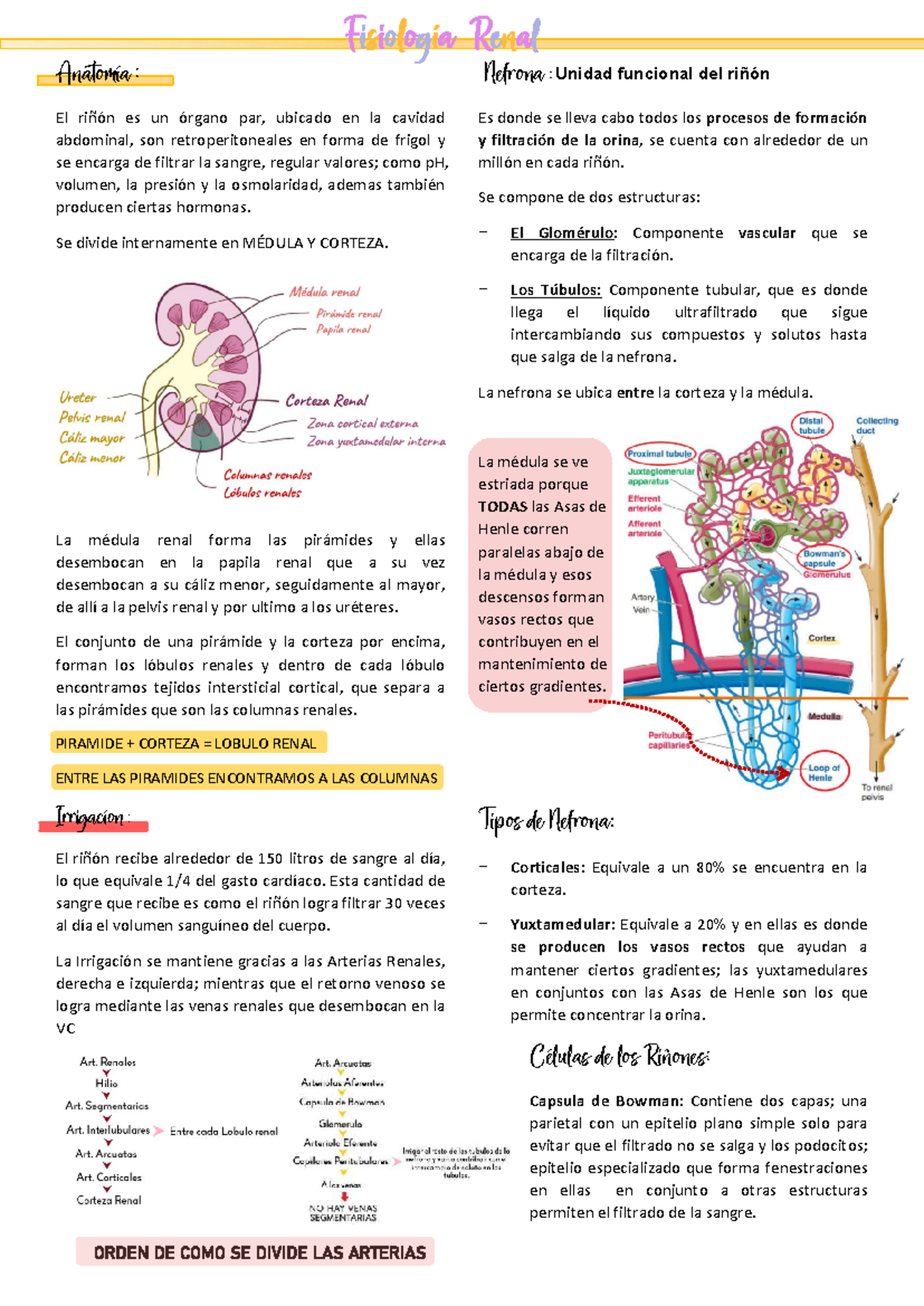Guía de Fisiología Renal: Anatomía y Funciones del Riñón - Studocu