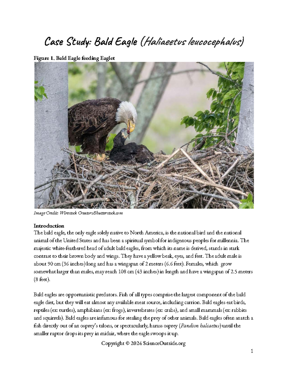 Case Study: Bald Eagle (Haliaeetus leucocephalus) - Conservation ...