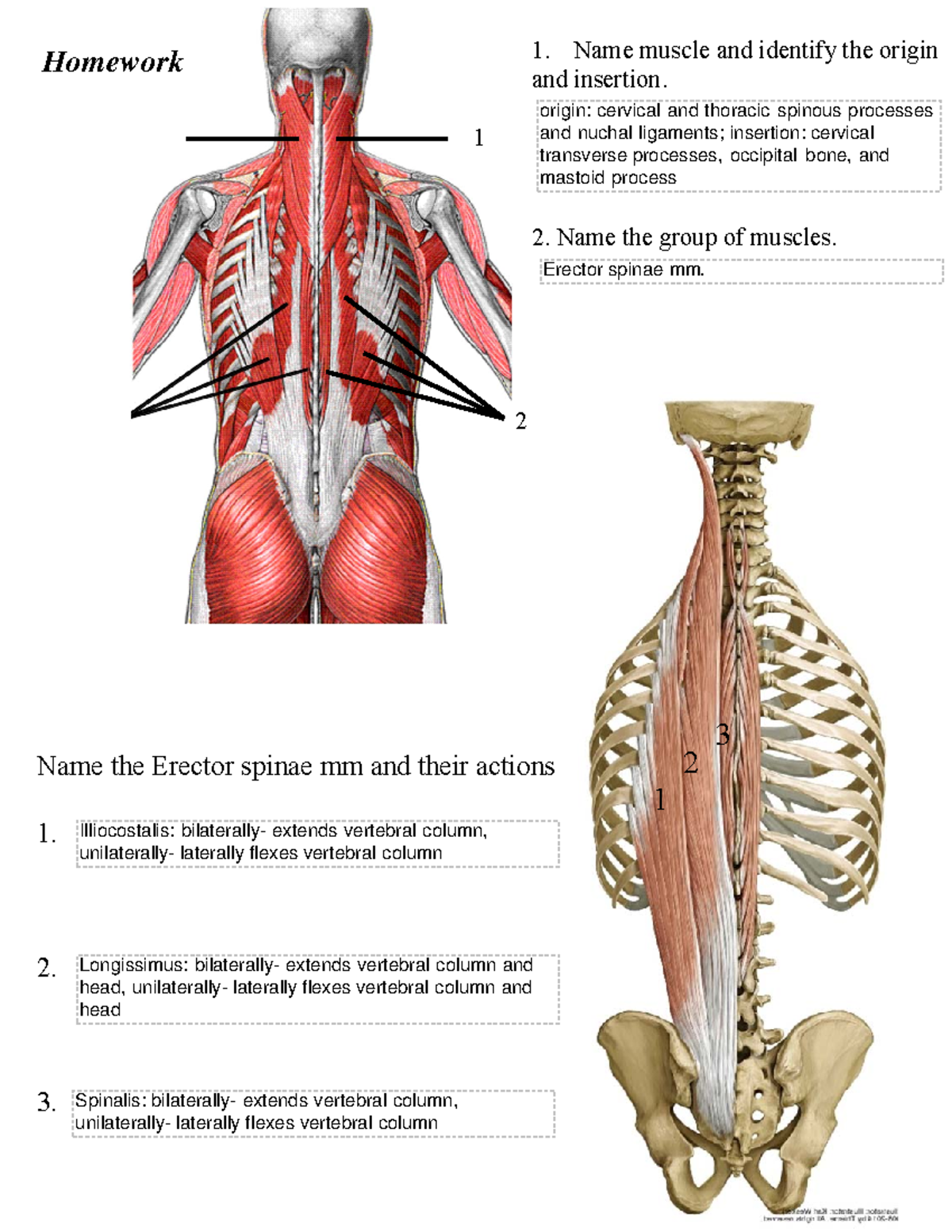 Trunk \u0026 Nervous System HW: Erector Spinae \u0026 Neuron Pathways - Studocu, image size:1200x1553