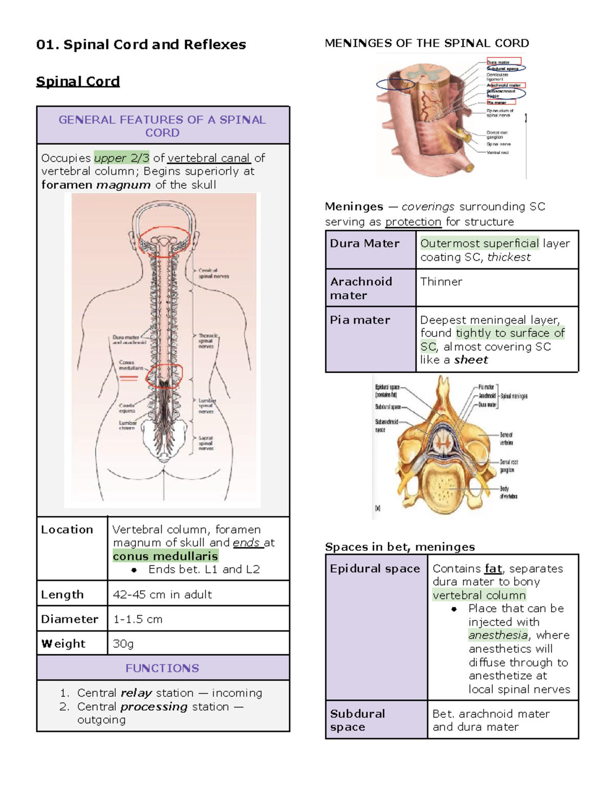 Spinal Cord and Peripheral Nervous System - 01. Spinal Cord and ...