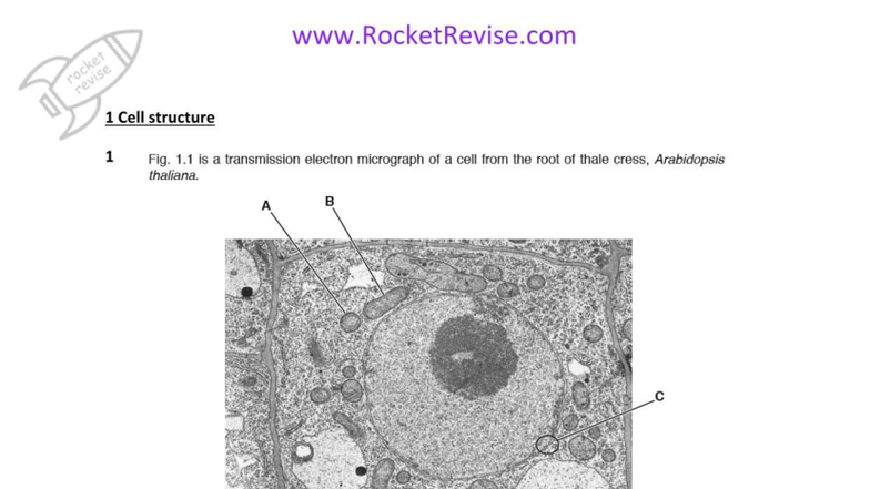 1 Cell Structure QP - Practice Exam Notes - Studocu