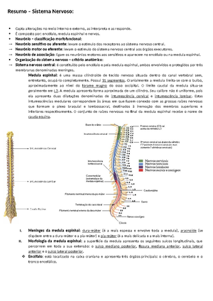 [Solved] Observe as descries a seguir sobre os componentes anatmicos do ...