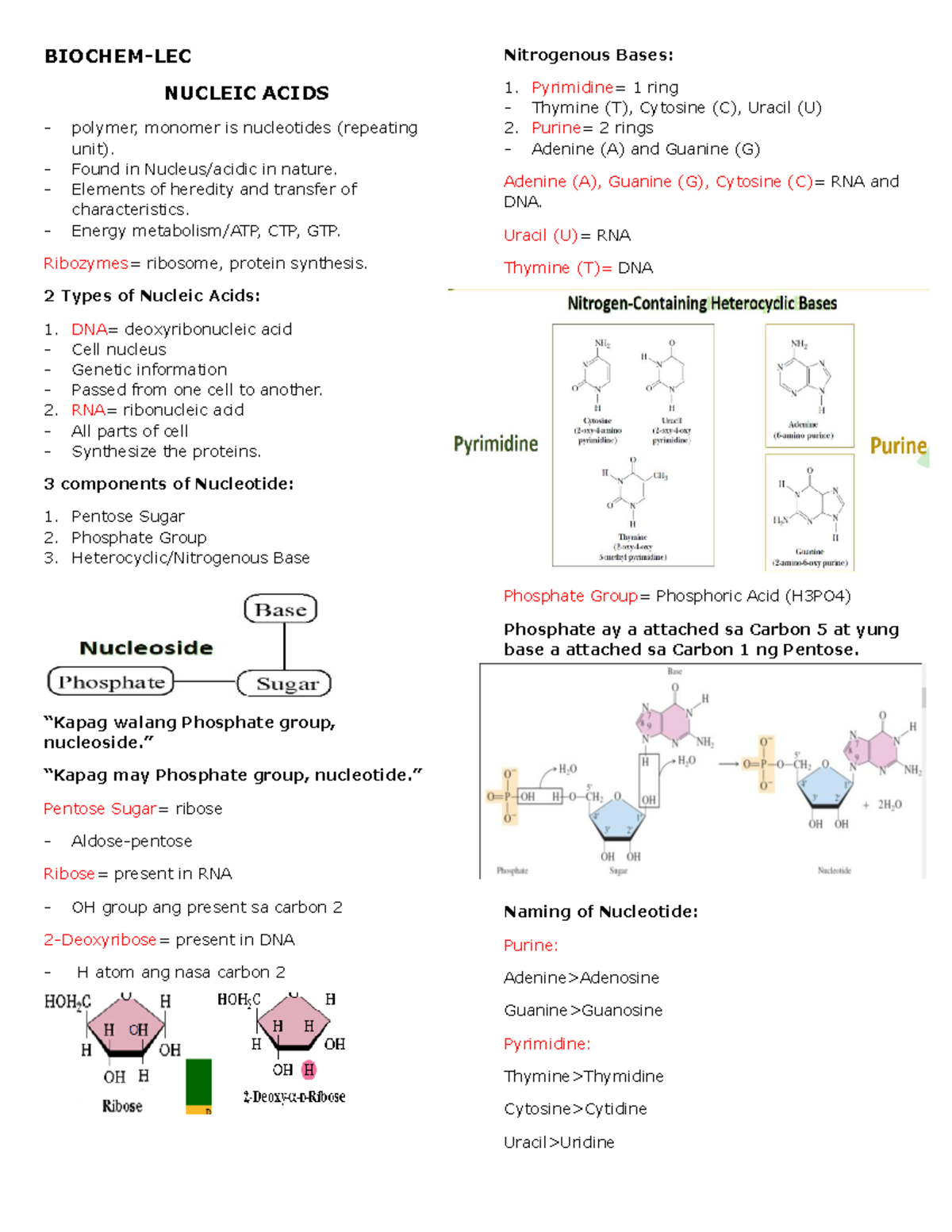 NUC 101: Nucleic Acids Overview - Structure & Function - Studocu