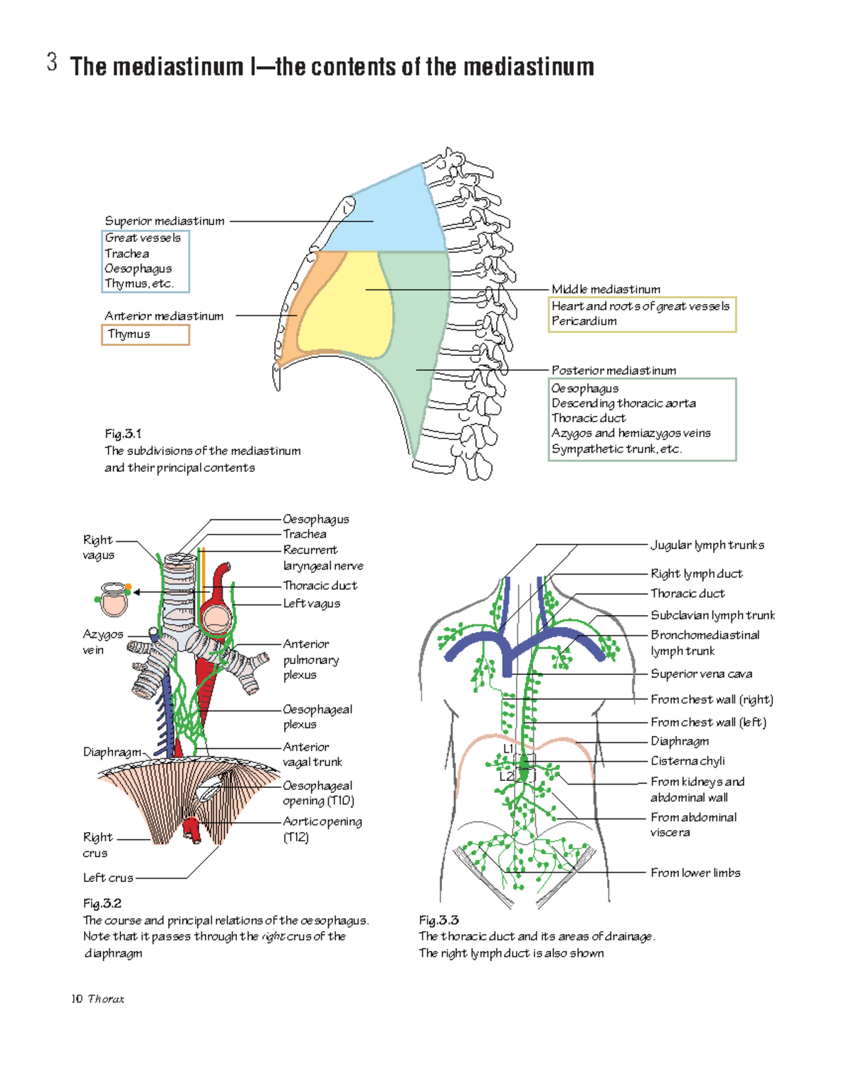 What Are The Components Of The Mediastinum