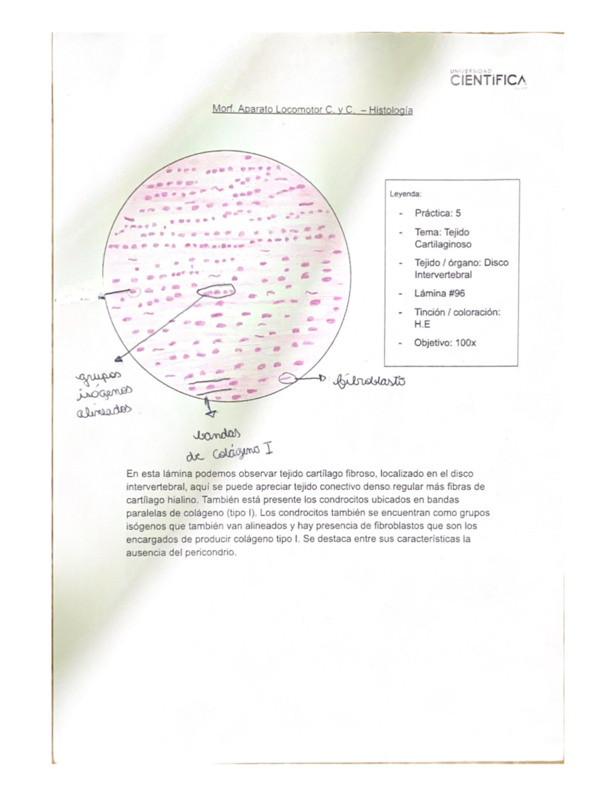 Universidad - okpl´ - Biologia - Studocu