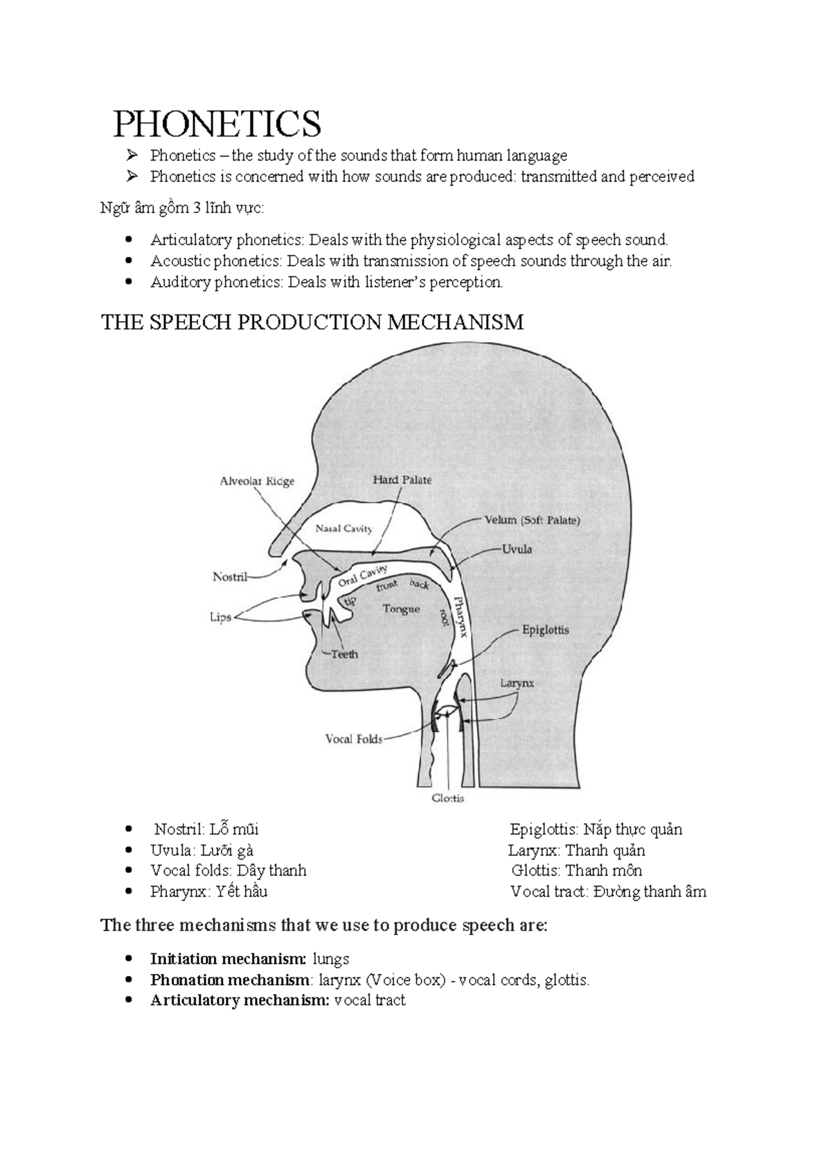 Phonetics Overview: Exploring Sound Production and Articulation - Studocu