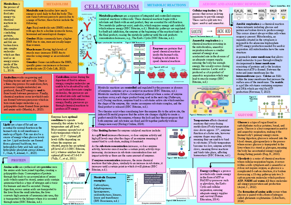 Unit 15 Poster: Understanding Cell Metabolism and Its Pathways - Studocu