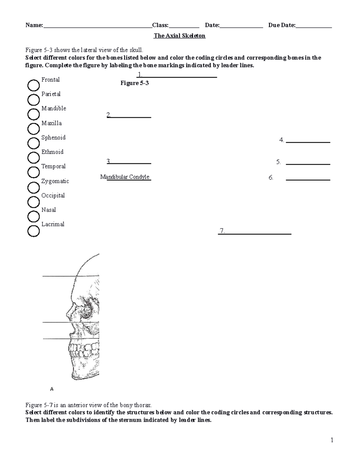 Axial skeleton labeling - The Axial Skeleton Figure 5-3 shows the ...