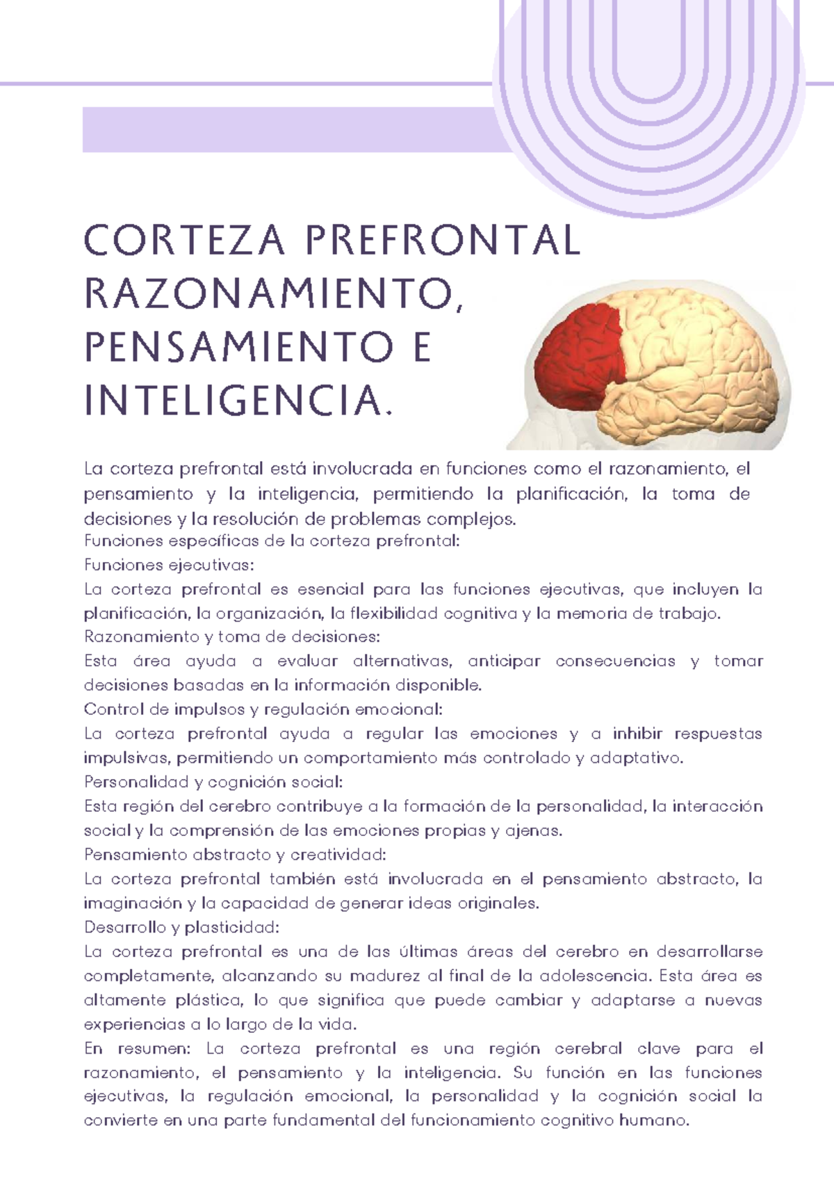 Corteza Prefrontal: Razonamiento y Funciones Cognitivas - 20250703 ...