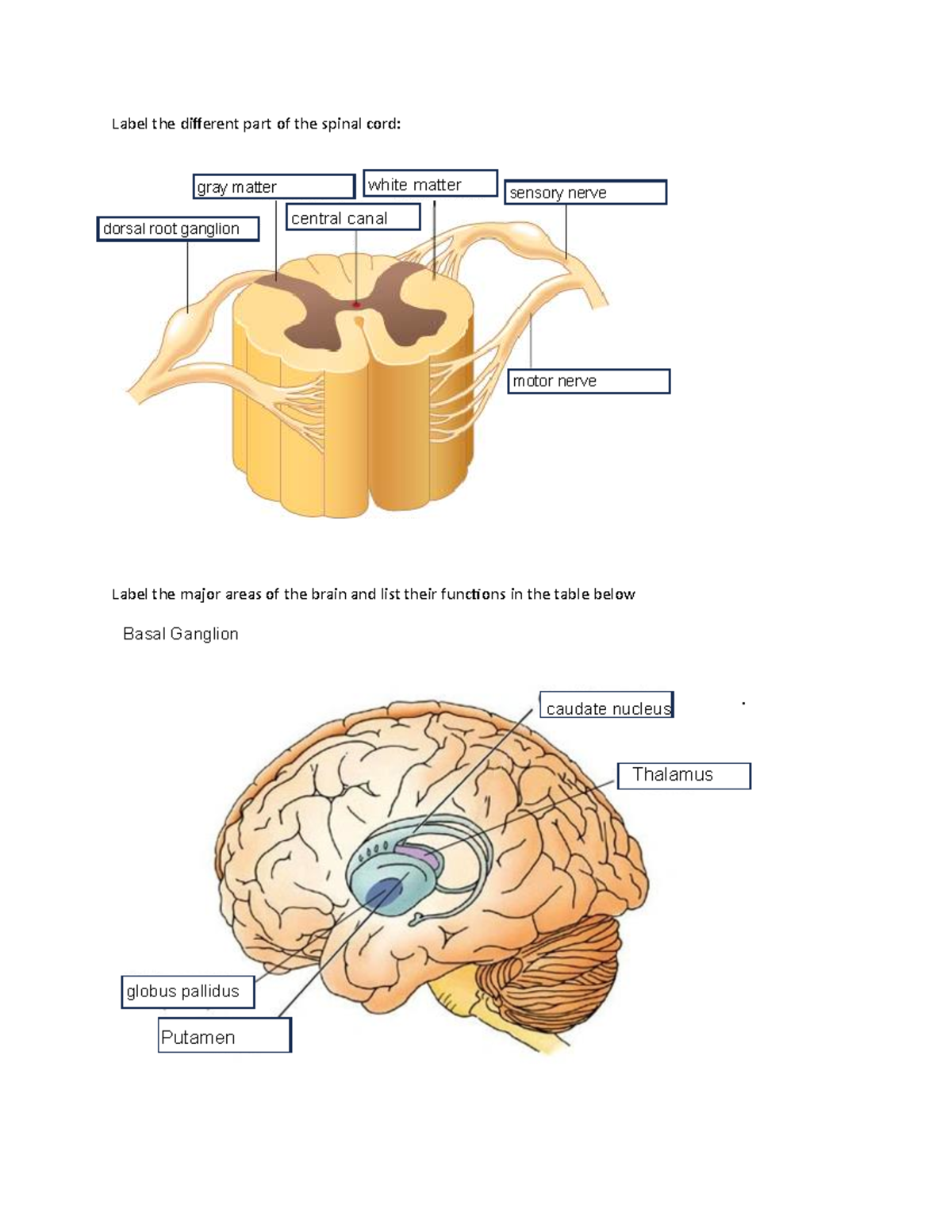 Spinal Cord and Brain Anatomy Overview - Studocu
