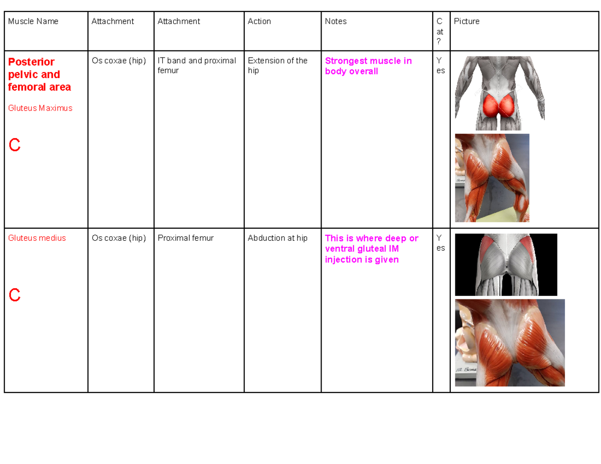 Muscle Chart - Lab practical - Muscle Name Attachment Attachment Action ...