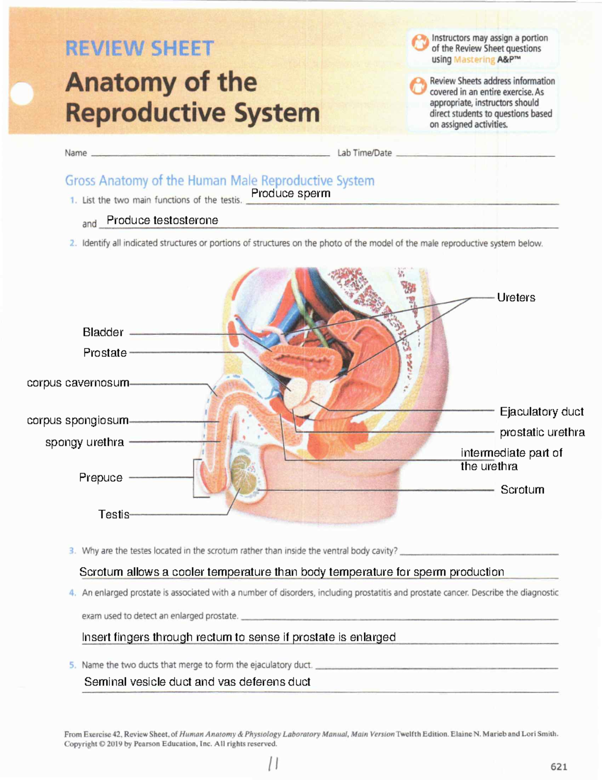 Reproductive Systems Labs - BIOL 2402 - Studocu