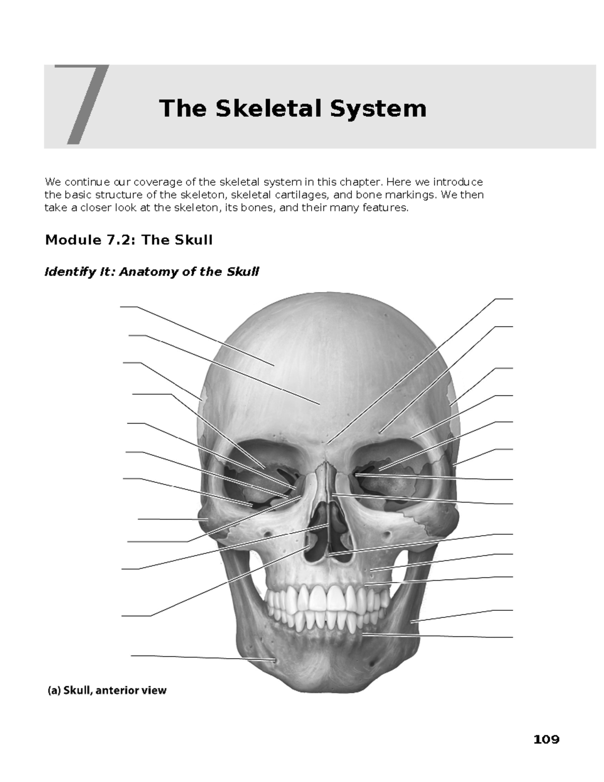 Chapter 7 - Overview of the Skeletal System (A&P) - Studocu