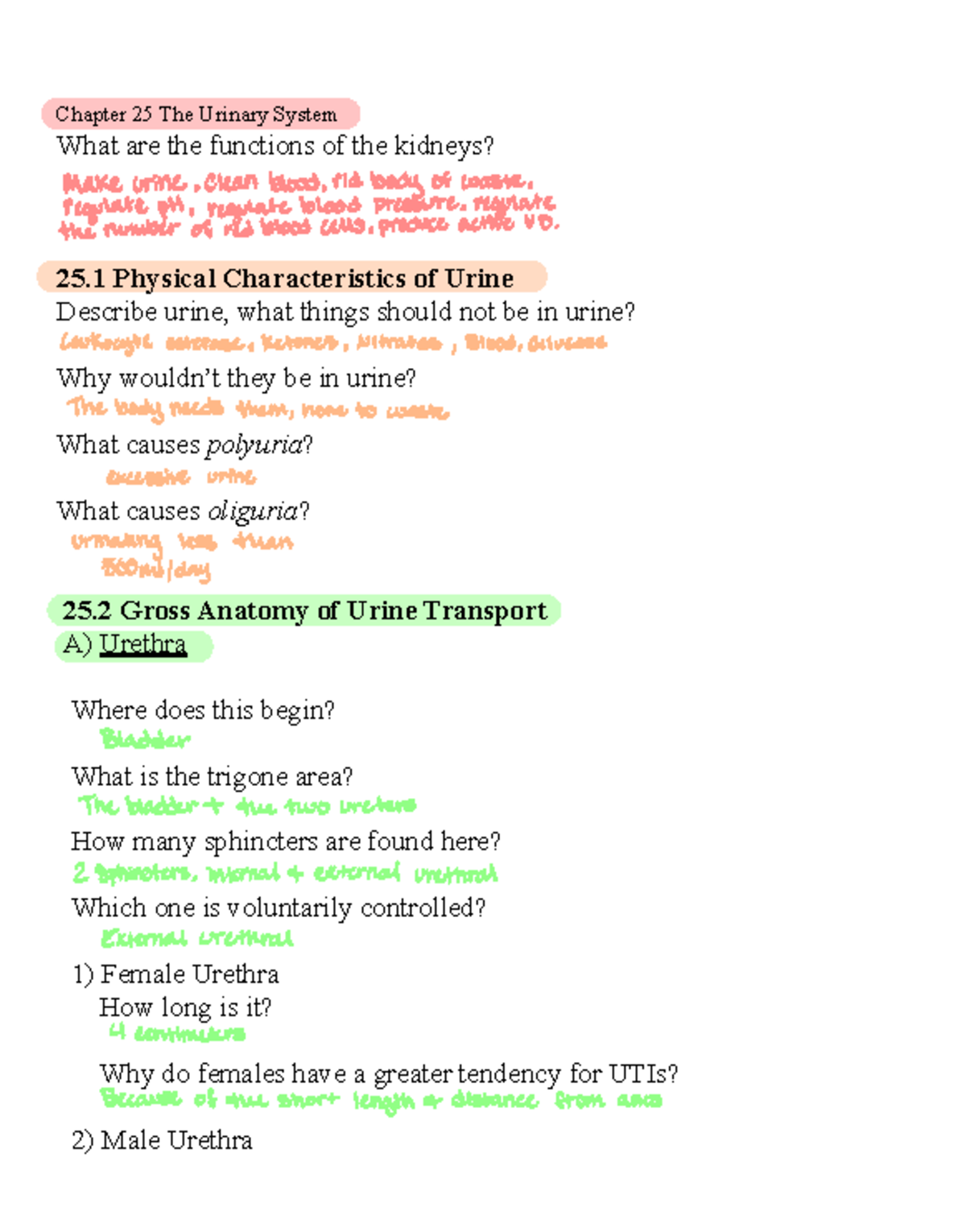 A&P Ch. 25 Urinary System Study Notes - Studocu