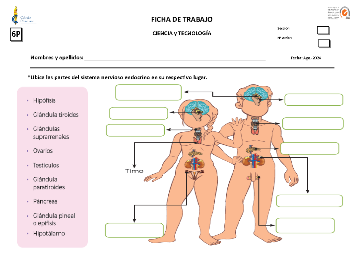 Hoja De Trabajo Del Sistema Endocrino
