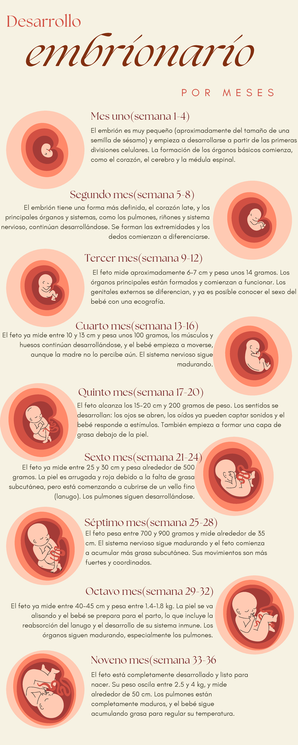 Infografía: Desarrollo Embrionario (Fases del Embarazo) - Studocu
