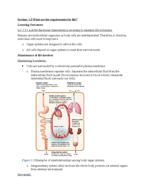 Chapter English Skeletal System Includes Both Axial Skeleton Skull