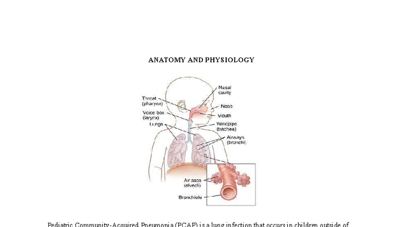 Pediatric Pneumonia Overview: Anatomy & Physiology (PCAP) - Studocu