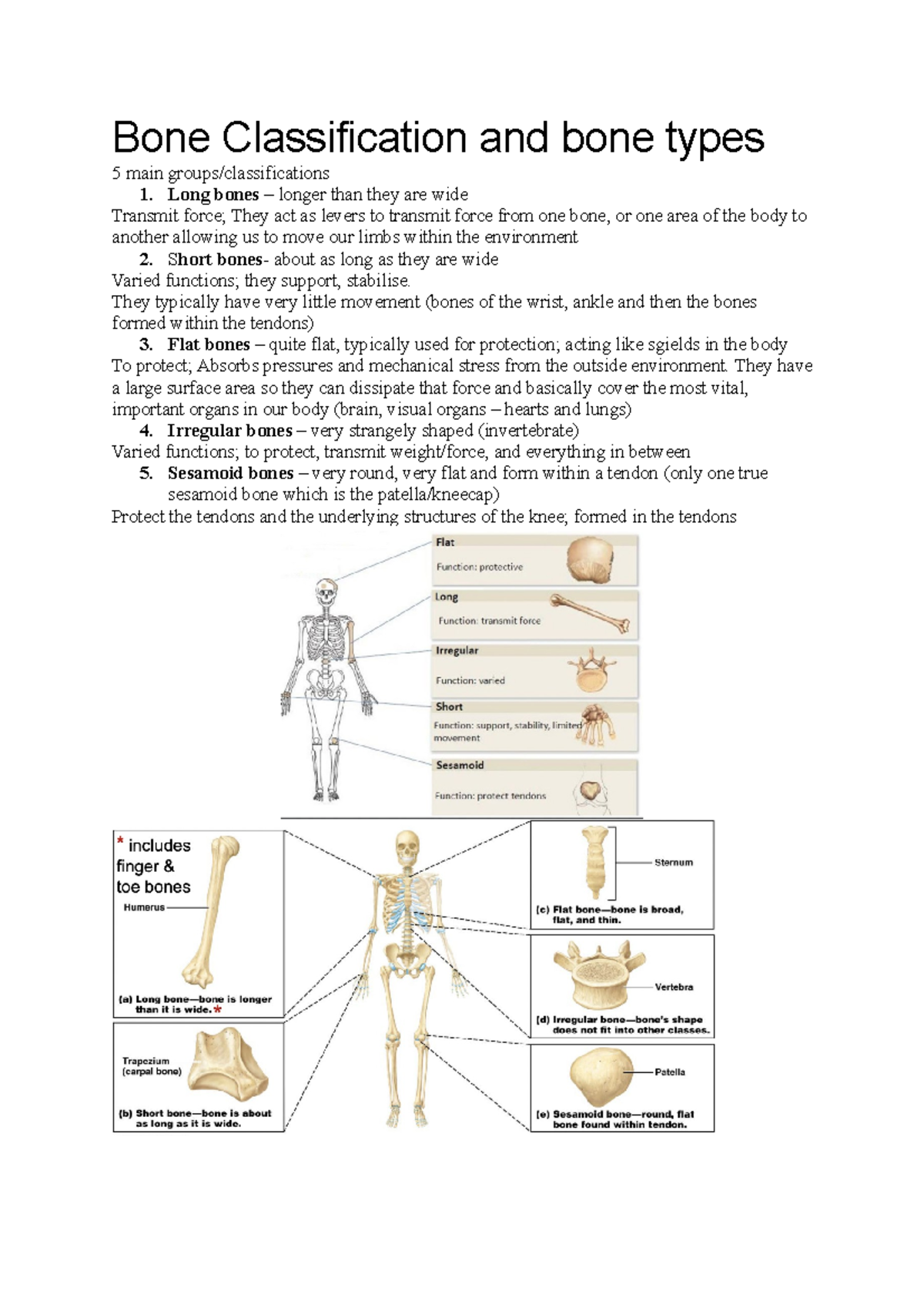 Bone Classification and Structure: Spot Test 1 Notes (BIO101) - Studocu