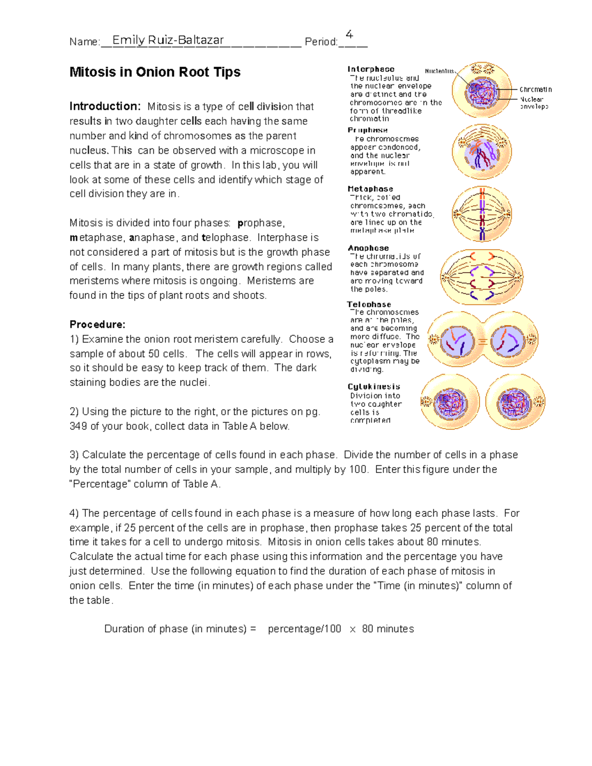 Mitosis Lab Report: Analysis of Onion Root Cell Division - Studocu, image size:1200x1553