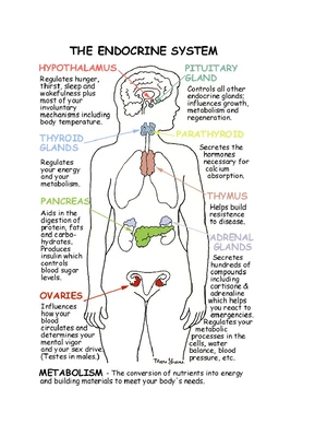 Anatomy & Physiology: Detailed Overview of the Digestive System - Studocu
