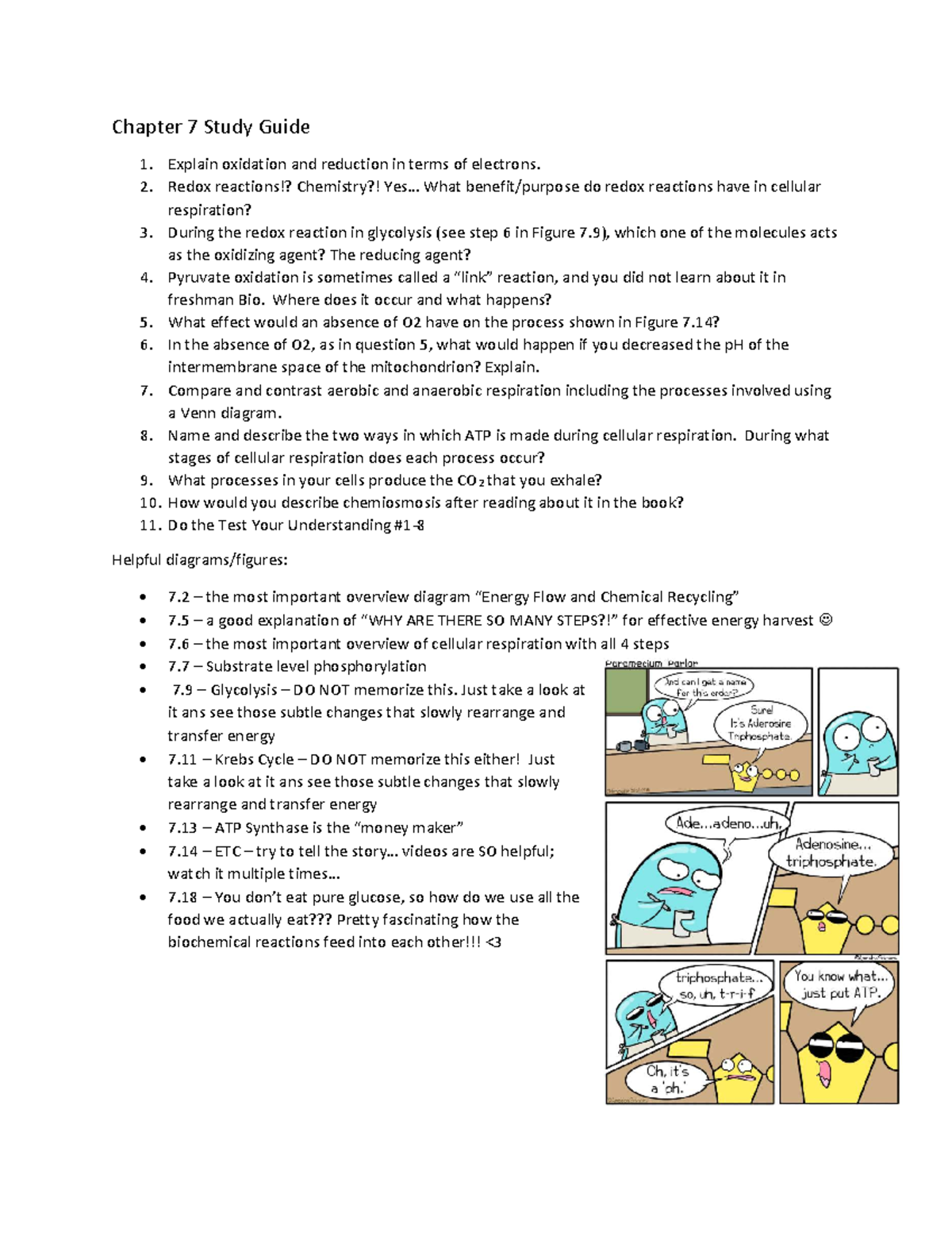 Chapter 7 Study Guide: Redox Reactions & Cellular Respiration - Studocu