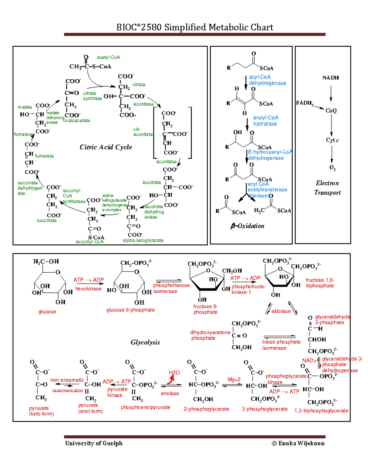 BIOC*2580 Simplified Metabolic Chart - Winter 2013 Edition - Studocu