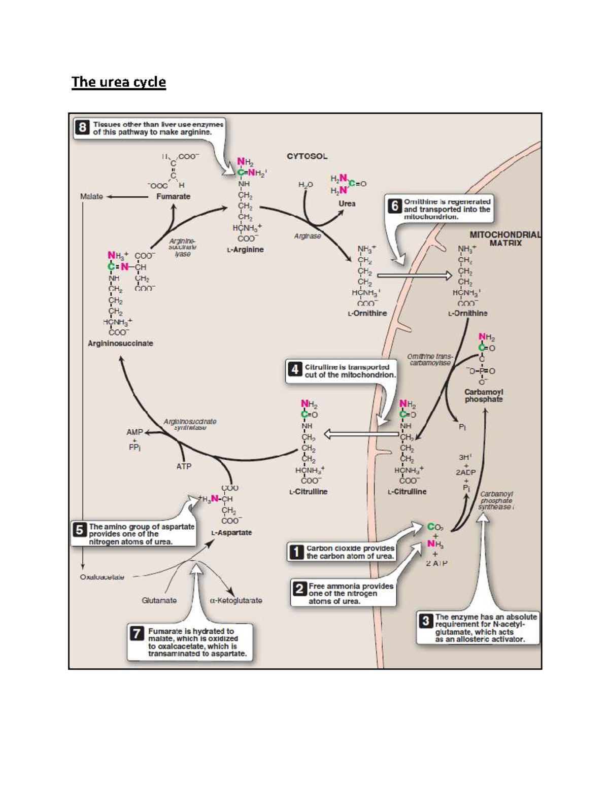 The Urea Cycle: Key Notes and Pathway Insights - Studocu
