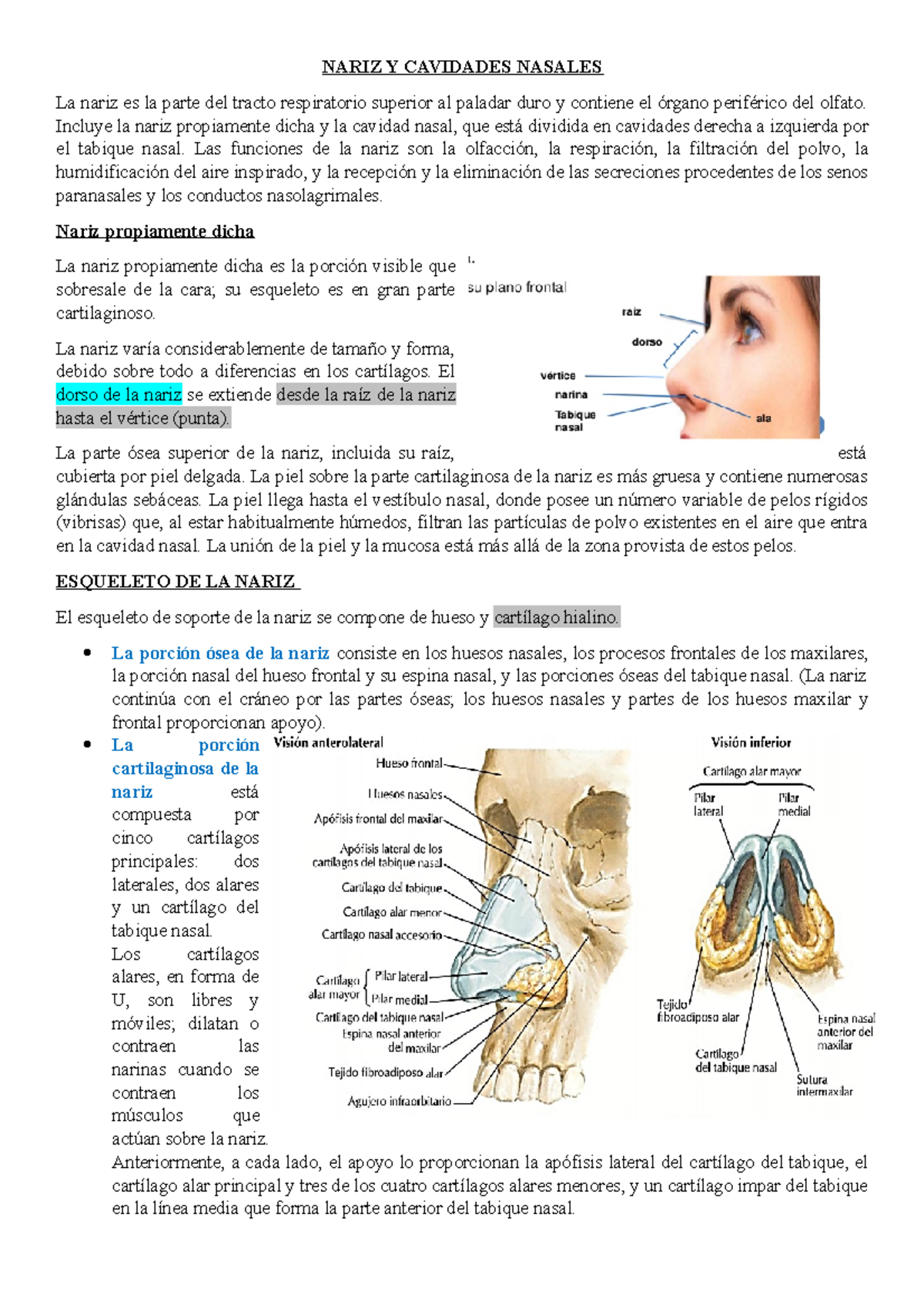 Anatomía del Sistema Respiratorio: Vías Aéreas Altas Repasadas (BIO301) -  Studocu, image size:1200x1698