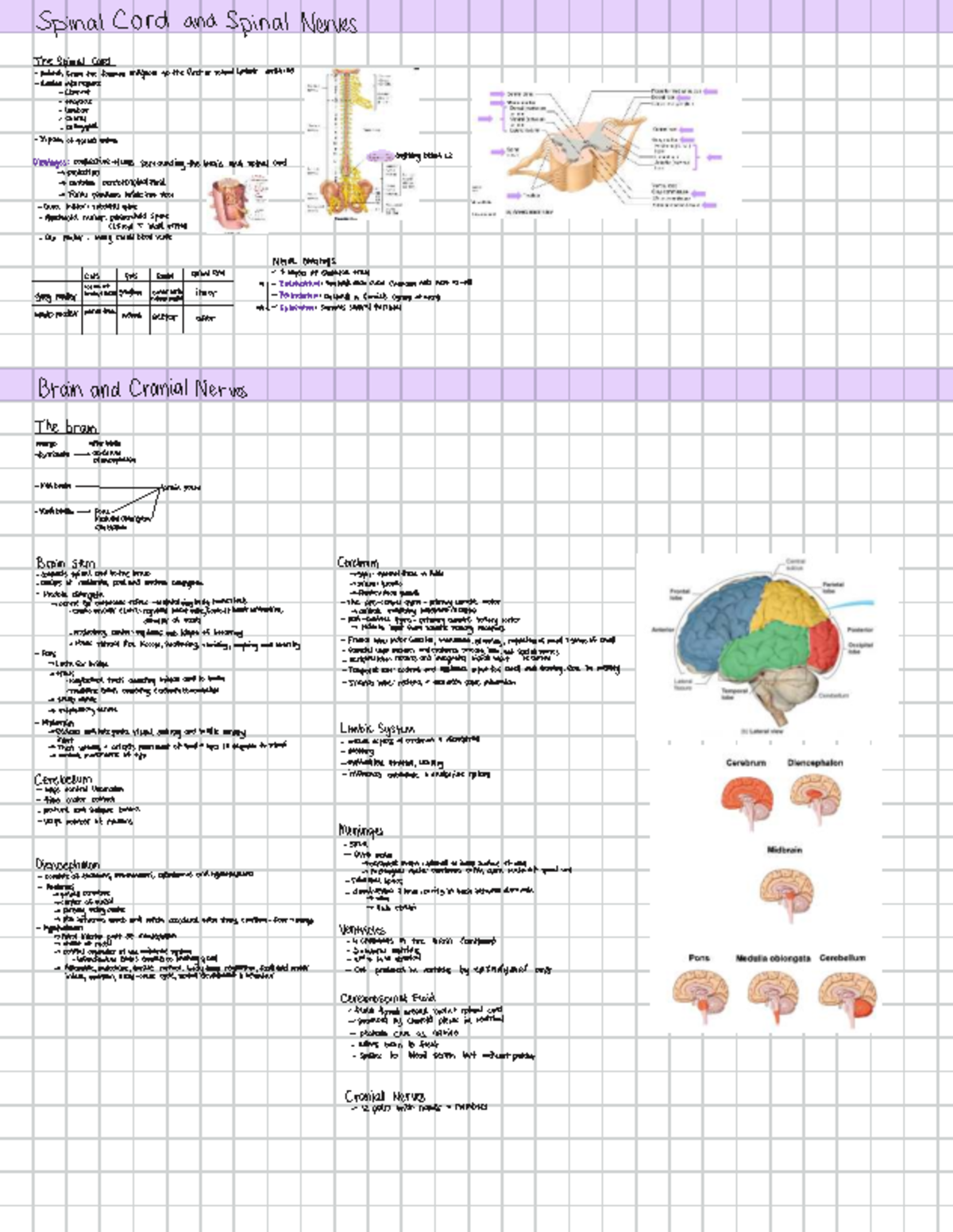 C9 Lecture Notes: Spinal Cord, Nerves, and Brain Overview - Studocu