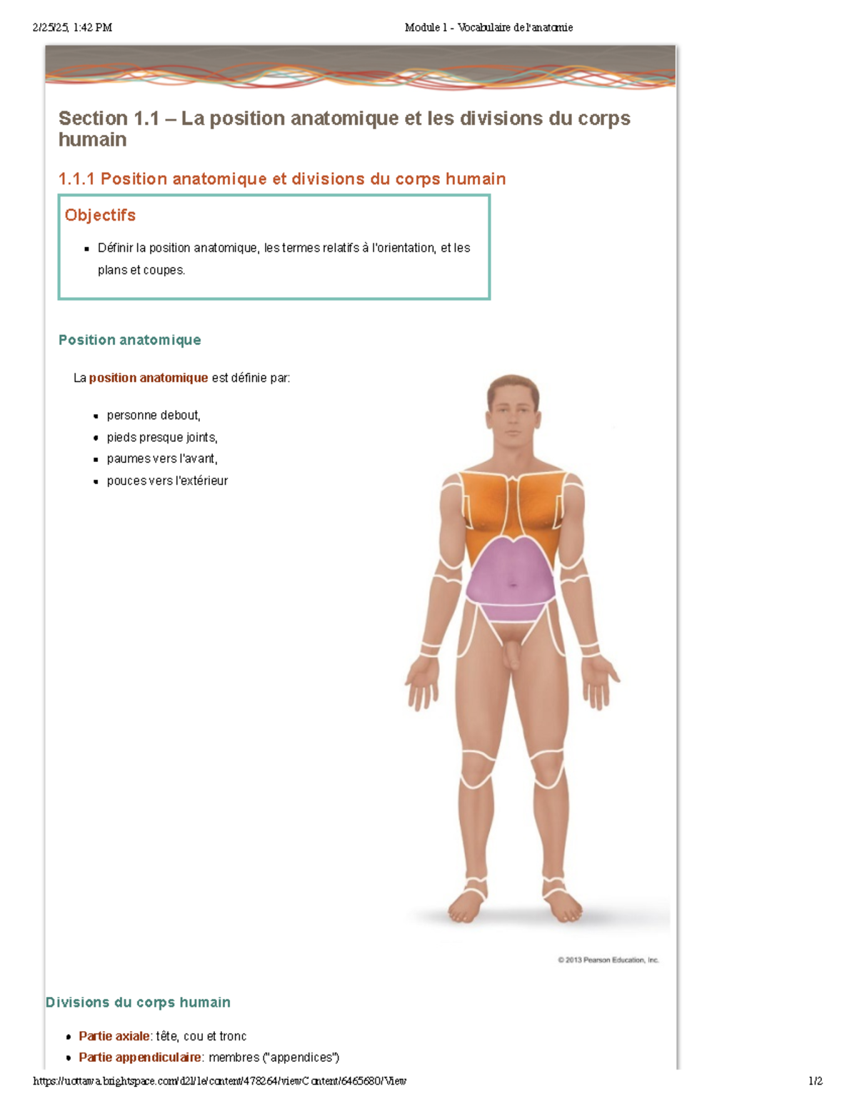 Section 1.1 et 1.2 - La position anatomique est définie par: personne ...