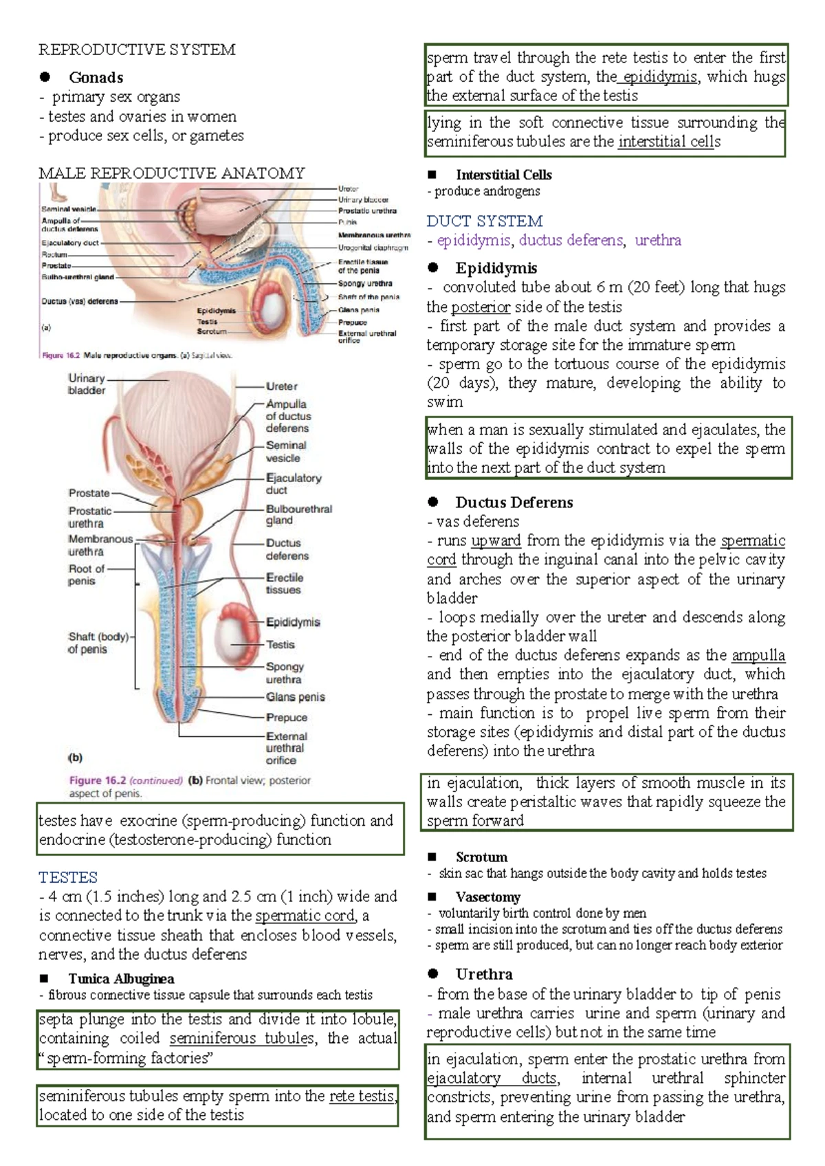 Notes Template - Gerontology Nursing - VISUAL CONDITIONS CORRECTABLE ...