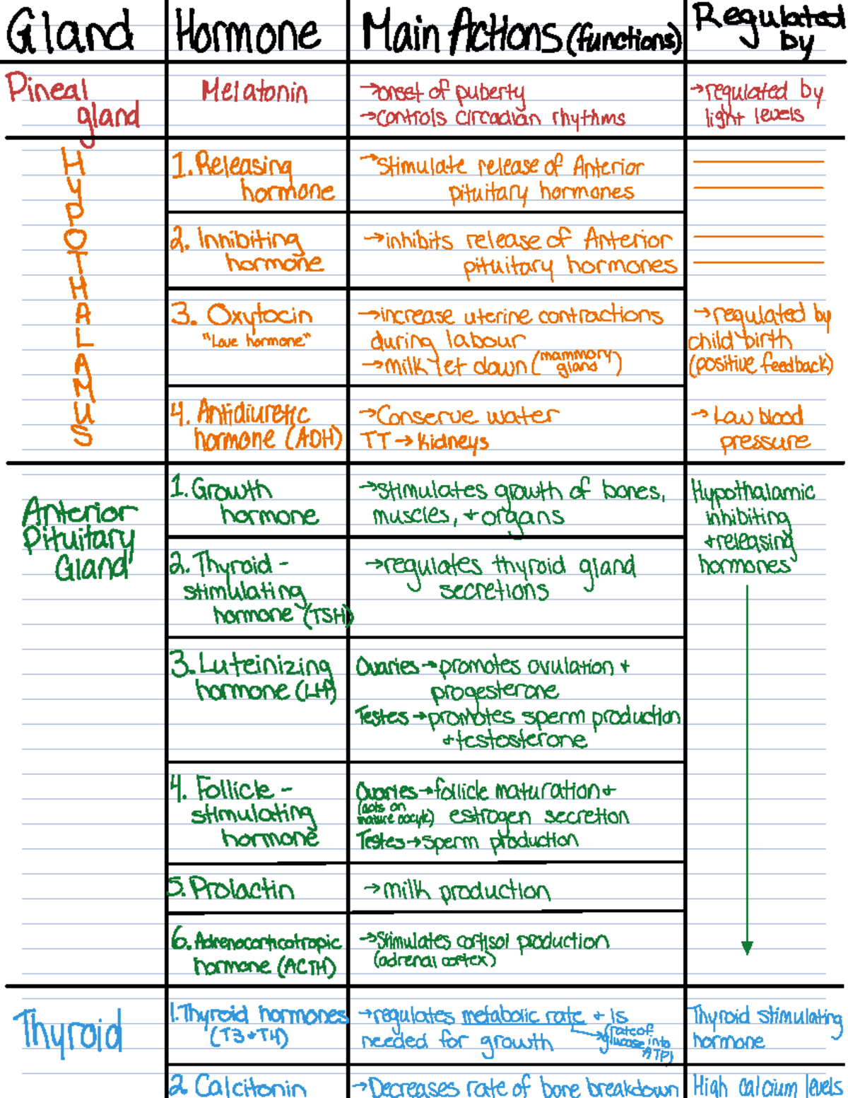 Endocrine System Overview: Hormones and Their Functions (H 4 P Q 1 H A ...